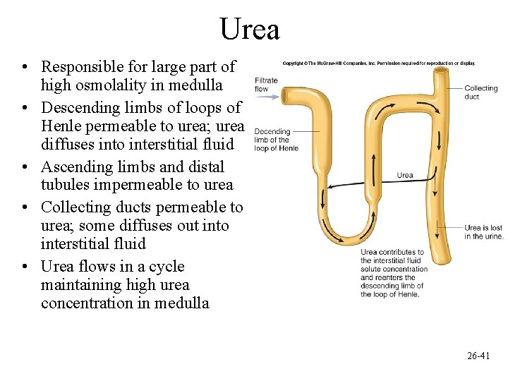 Urea • Responsible for large part of high osmolality in medulla • Descending limbs