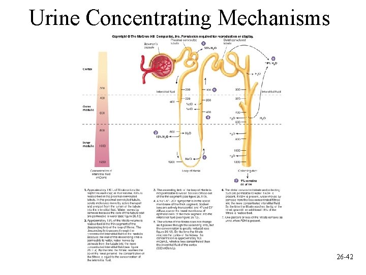 Urine Concentrating Mechanisms 26 -42 