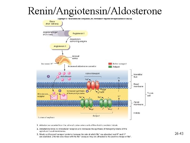 Renin/Angiotensin/Aldosterone 26 -43 