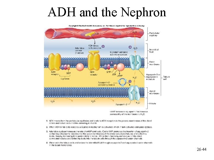 ADH and the Nephron 26 -44 