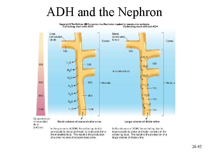 ADH and the Nephron 26 -45 