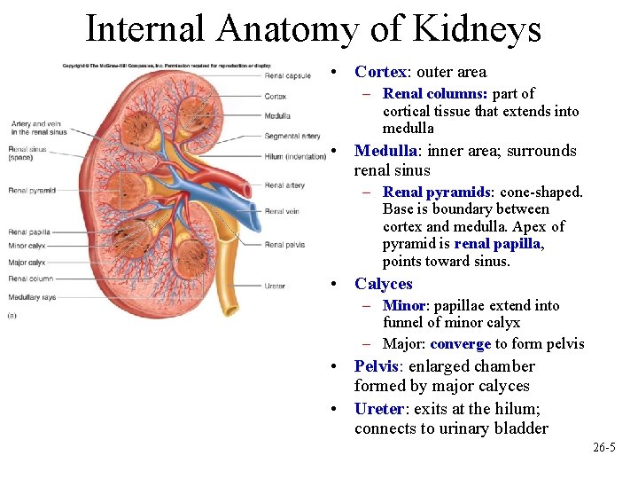 Internal Anatomy of Kidneys • Cortex: outer area – Renal columns: part of cortical