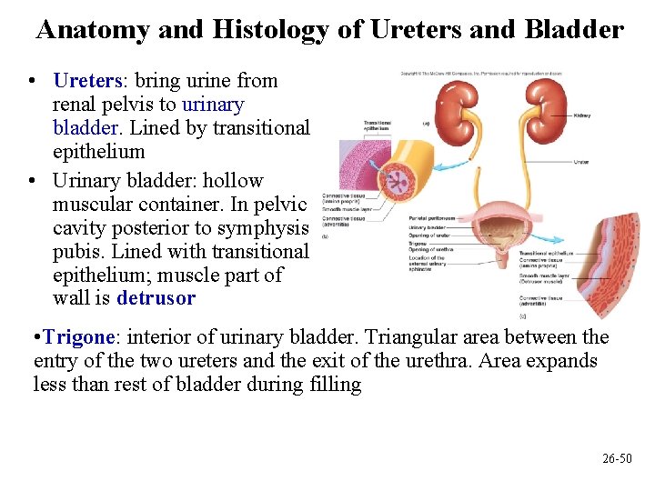 Anatomy and Histology of Ureters and Bladder • Ureters: bring urine from renal pelvis