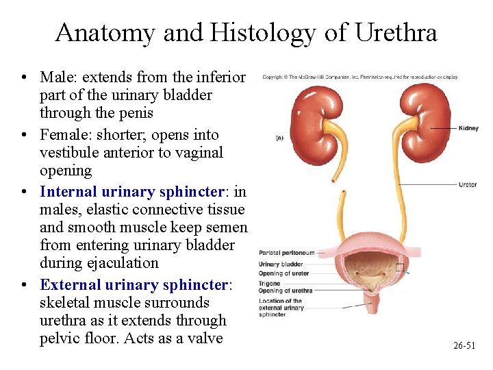 Anatomy and Histology of Urethra • Male: extends from the inferior part of the