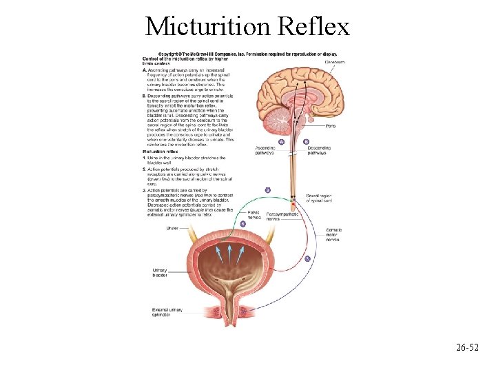 Micturition Reflex 26 -52 