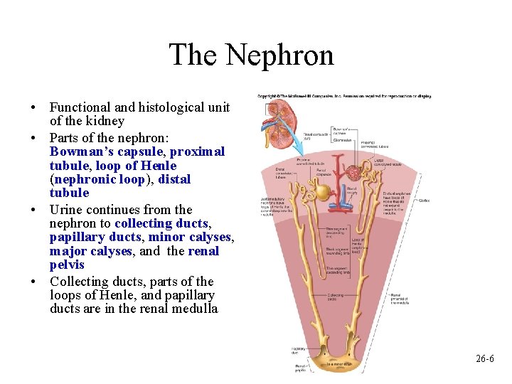 The Nephron • Functional and histological unit of the kidney • Parts of the