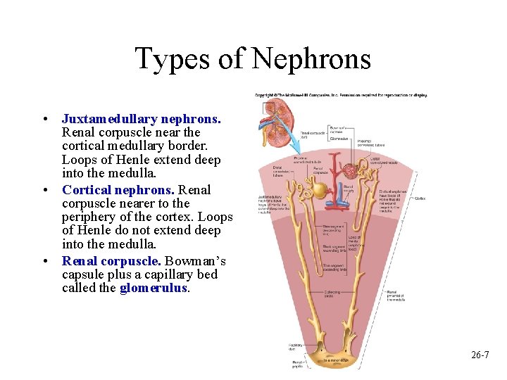 Types of Nephrons • Juxtamedullary nephrons. Renal corpuscle near the cortical medullary border. Loops