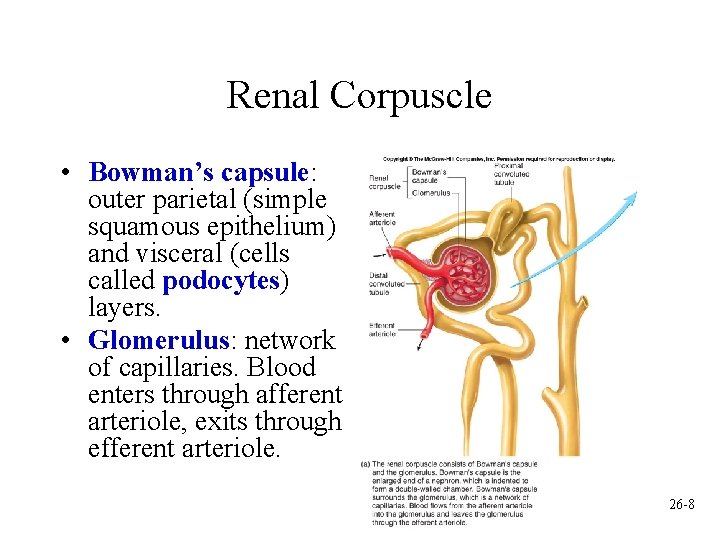 Renal Corpuscle • Bowman’s capsule: outer parietal (simple squamous epithelium) and visceral (cells called