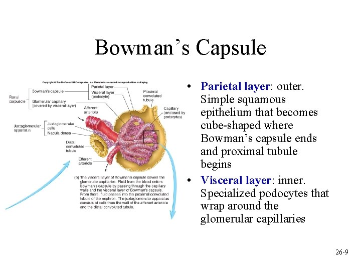 Bowman’s Capsule • Parietal layer: outer. Simple squamous epithelium that becomes cube-shaped where Bowman’s