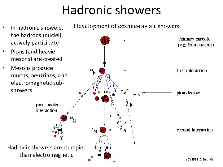 Hadronic showers • In hadronic showers, the hadrons (nuclei) actively participate • Pions (and