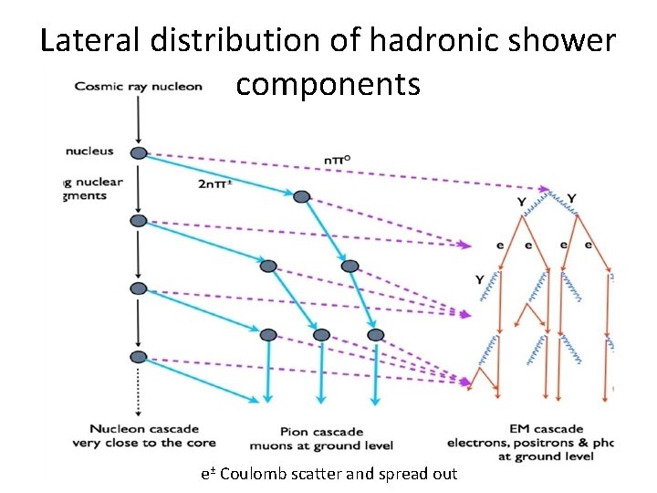 Lateral distribution of hadronic shower components e± Coulomb scatter and spread out 