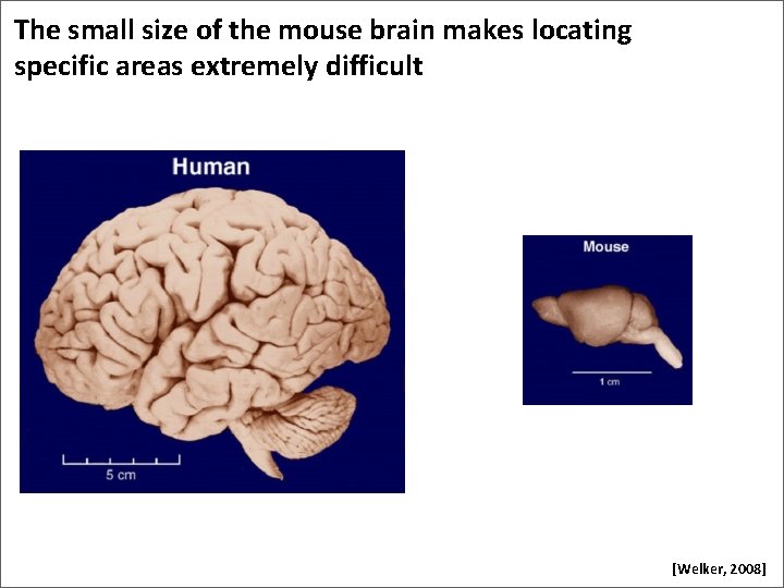 The small size of the mouse brain makes locating specific areas extremely difficult [Welker,