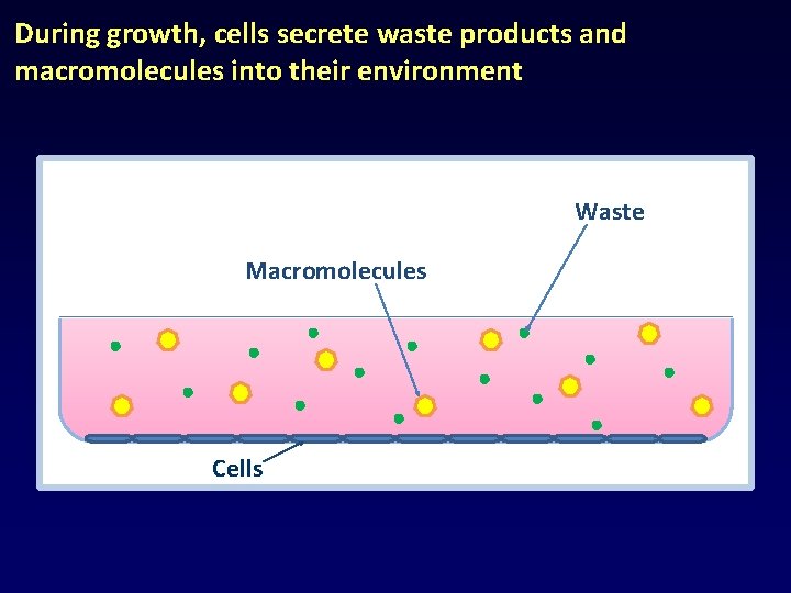 During growth, cells secrete waste products and macromolecules into their environment Waste Macromolecules Cells