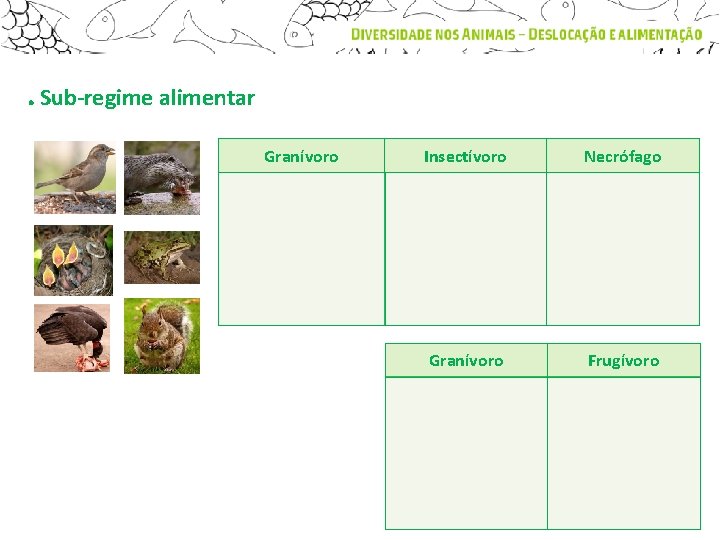 . Sub-regime alimentar Granívoro Insectívoro Necrófago Granívoro Frugívoro 