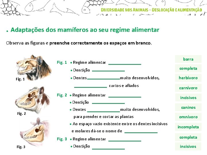 . Adaptações dos mamíferos ao seu regime alimentar Observa as figuras e preenche correctamente