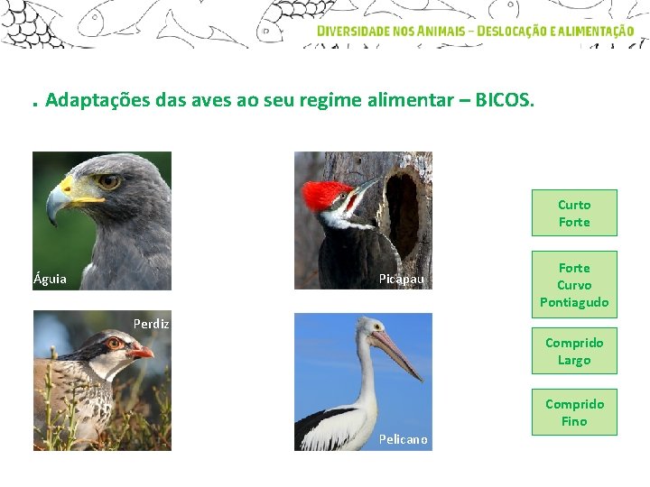 . Adaptações das aves ao seu regime alimentar – BICOS. Curto Forte Picapau Águia
