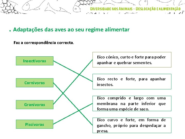 . Adaptações das aves ao seu regime alimentar Faz a correspondência correcta. Insectívoras Bico