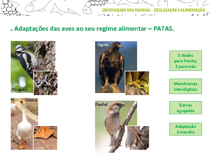 . Adaptações das aves ao seu regime alimentar – PATAS. Águia 2 dedos para
