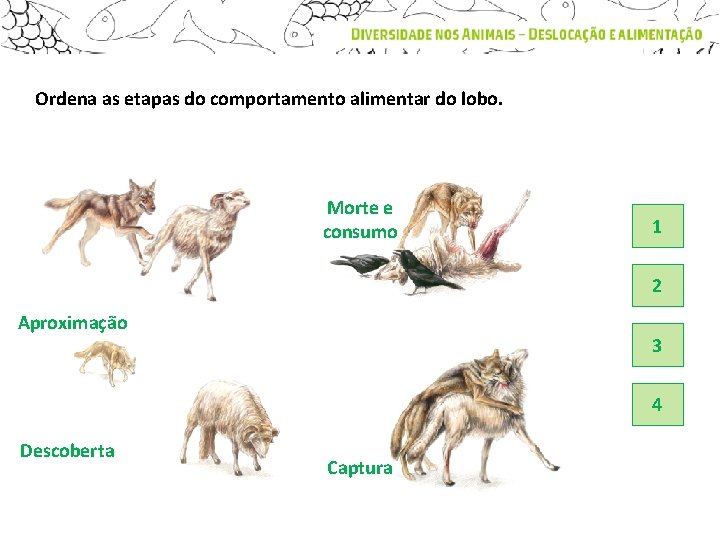 Ordena as etapas do comportamento alimentar do lobo. Morte e consumo 1 2 Aproximação