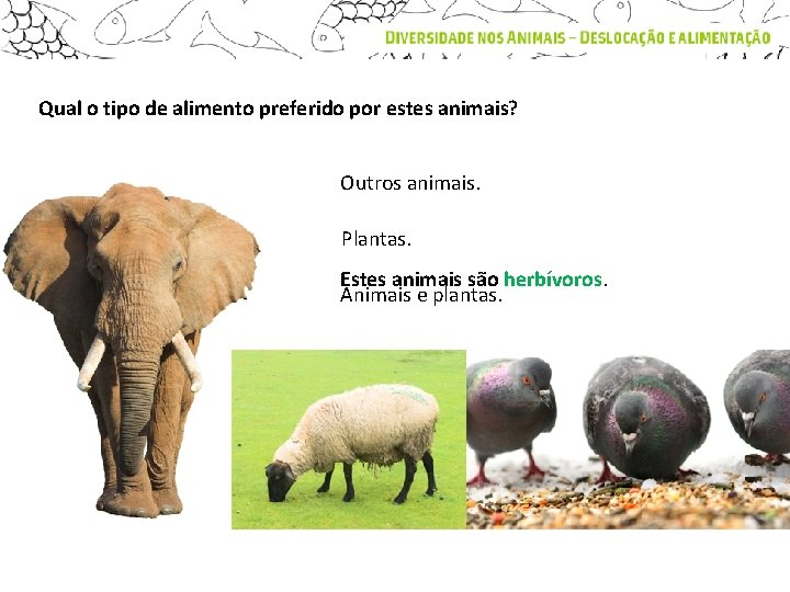 Qual o tipo de alimento preferido por estes animais? Outros animais. Plantas. Estes animais