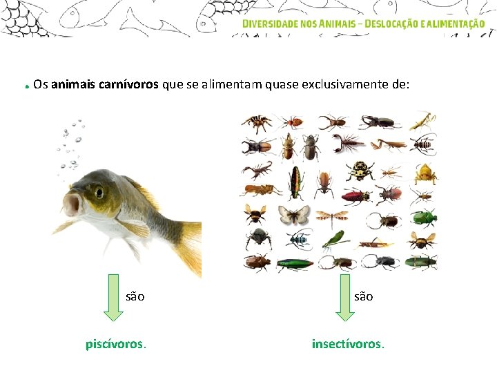 . Os animais carnívoros que se alimentam quase exclusivamente de: são piscívoros. são insectívoros.