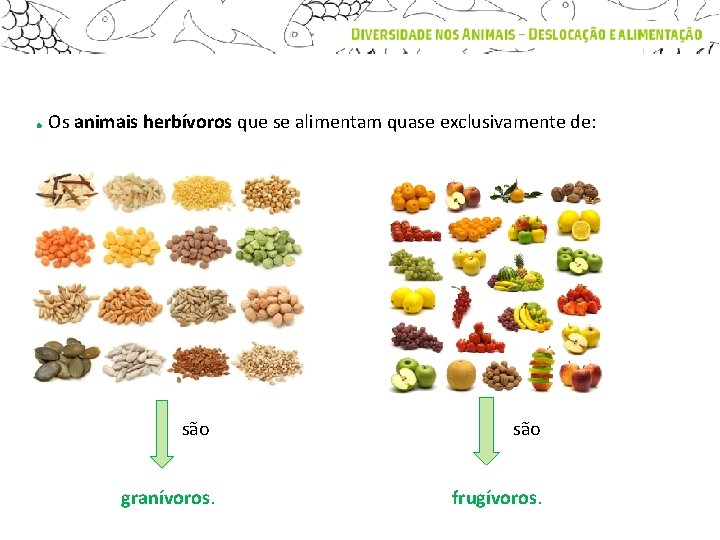 . Os animais herbívoros que se alimentam quase exclusivamente de: são granívoros. frugívoros. 
