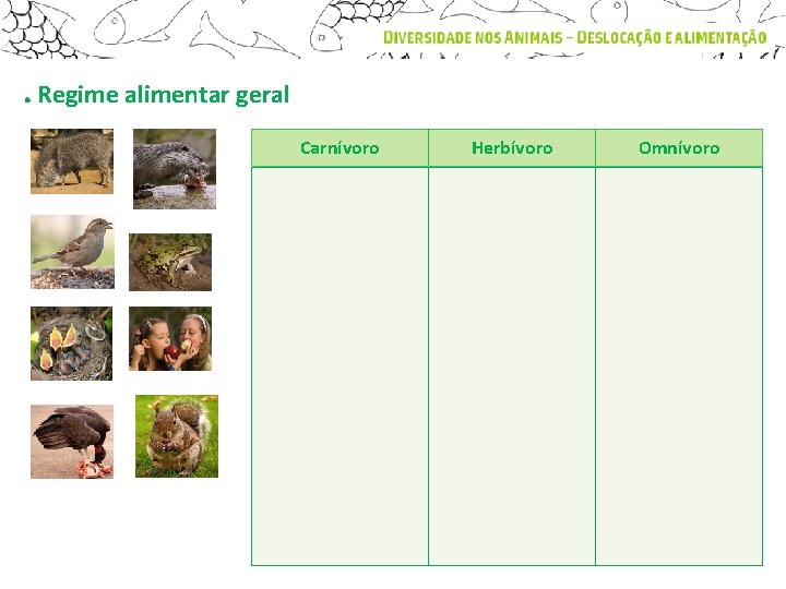 . Regime alimentar geral Carnívoro Herbívoro Omnívoro 