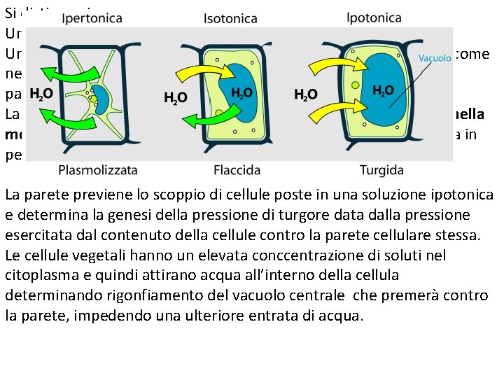 Si distingue in: Una sottile parete primaria Una più spessa parete secondaria; si trova