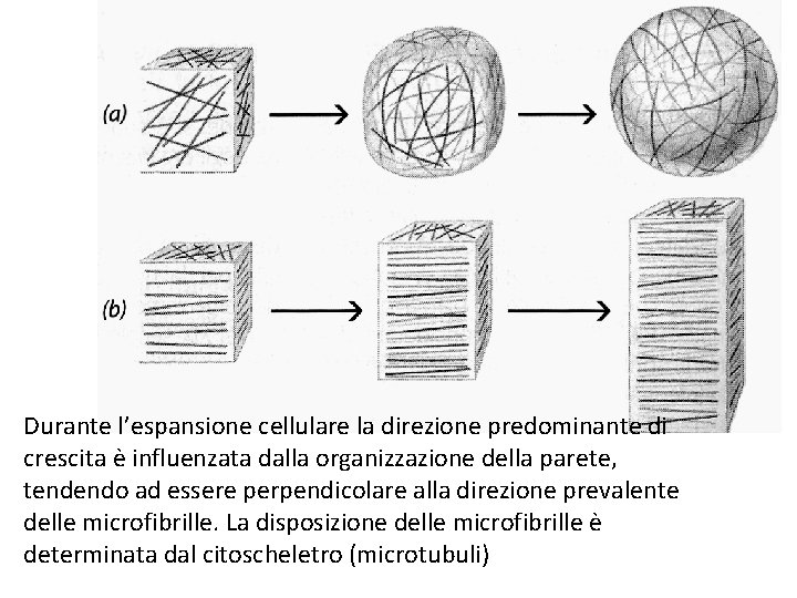 Durante l’espansione cellulare la direzione predominante di crescita è influenzata dalla organizzazione della parete,