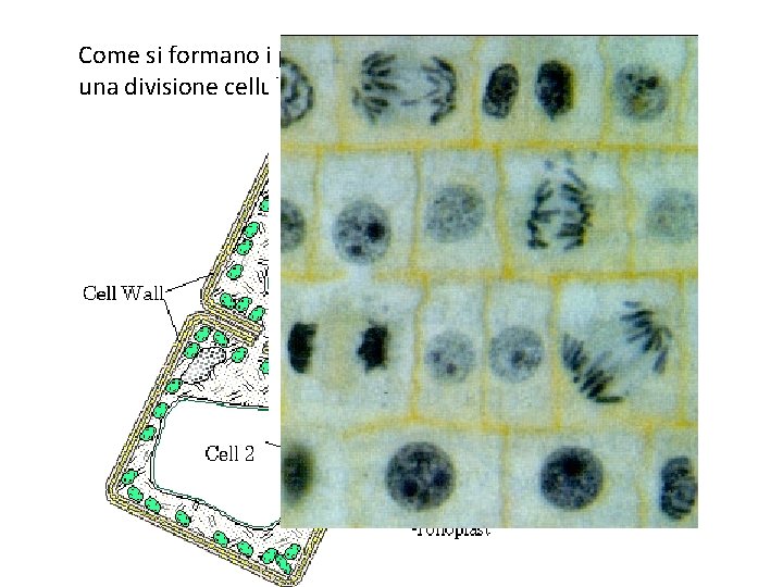 Come si formano i plasmodesmi? Di solito in seguito ad una divisione cellulare (mitosi).