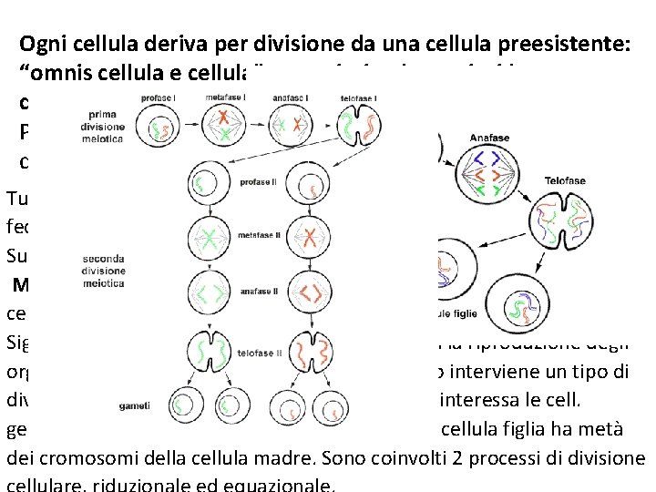 Ogni cellula deriva per divisione da una cellula preesistente: “omnis cellula e cellula” procarioti