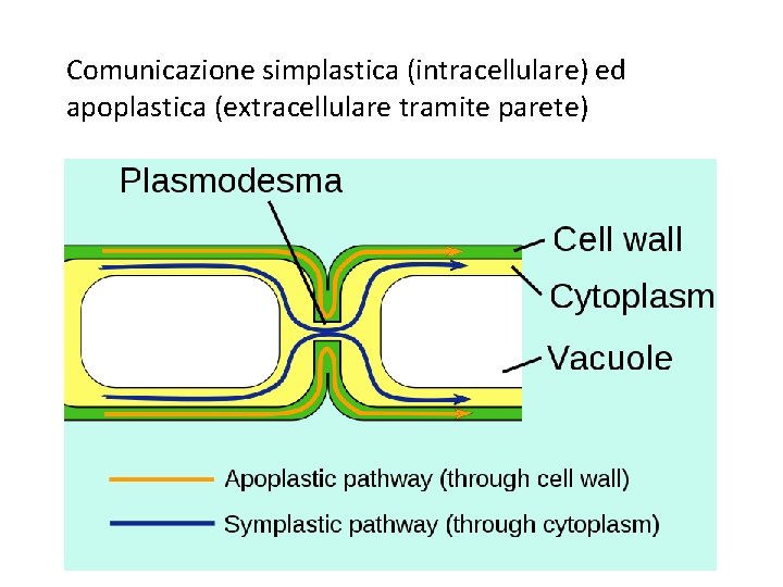 Comunicazione simplastica (intracellulare) ed apoplastica (extracellulare tramite parete) 
