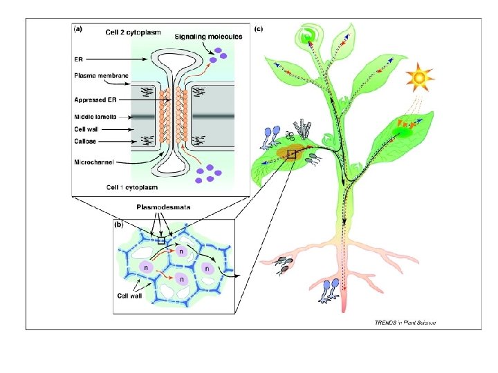  • Plasmodesmata are now known to be structurally complex, with the capacity to