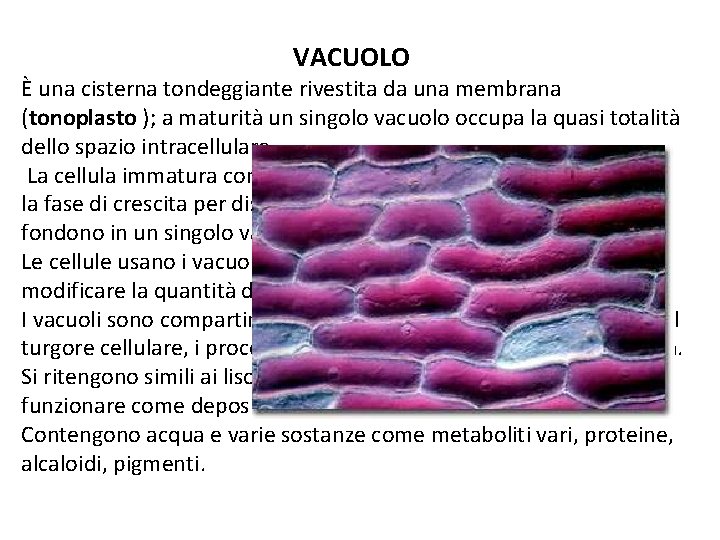VACUOLO È una cisterna tondeggiante rivestita da una membrana (tonoplasto ); a maturità un