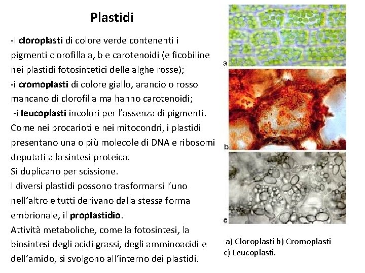 Plastidi -I cloroplasti di colore verde contenenti i pigmenti clorofilla a, b e carotenoidi