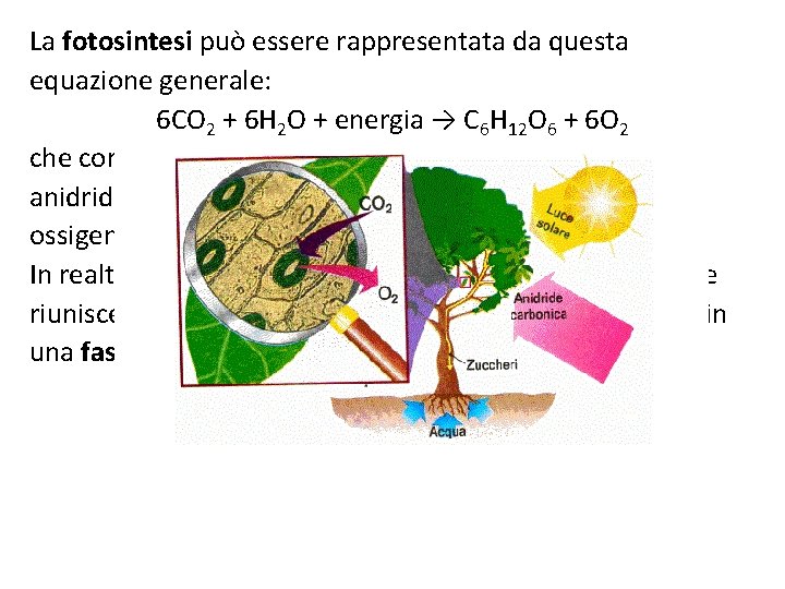 La fotosintesi può essere rappresentata da questa equazione generale: 6 CO 2 + 6