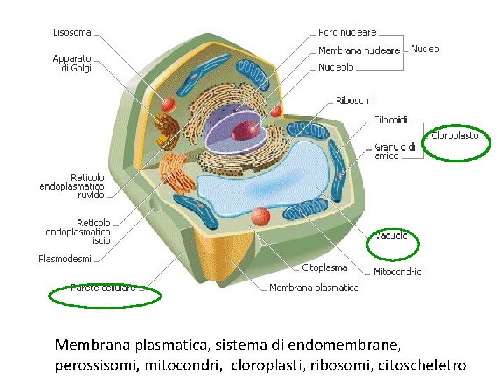 Membrana plasmatica, sistema di endomembrane, perossisomi, mitocondri, cloroplasti, ribosomi, citoscheletro 