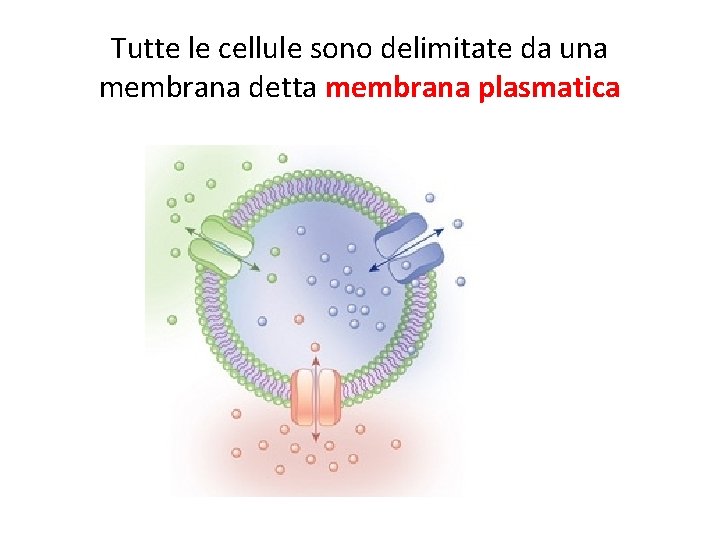 Tutte le cellule sono delimitate da una membrana detta membrana plasmatica 