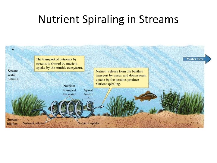 Nutrient Spiraling in Streams 