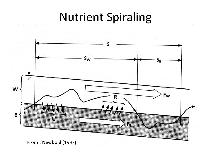 Nutrient Spiraling From : Newbold (1992) 