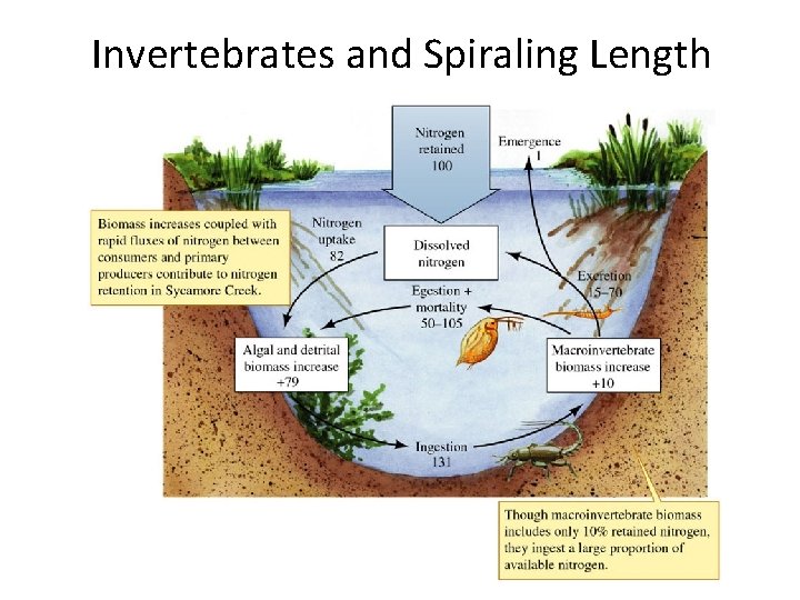 Invertebrates and Spiraling Length 