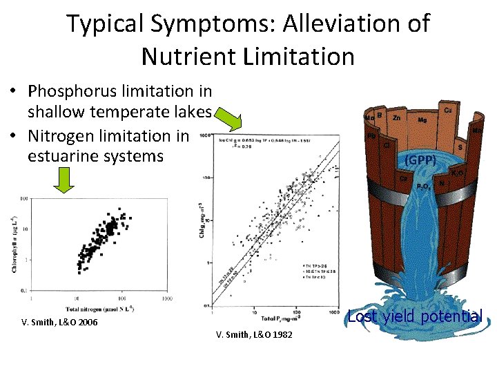 Typical Symptoms: Alleviation of Nutrient Limitation • Phosphorus limitation in shallow temperate lakes •