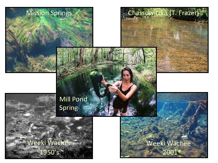 Mission Springs Chassowitzka (T. Frazer) Mill Pond Spring Weeki Wachee 1950’s Weeki Wachee 2001