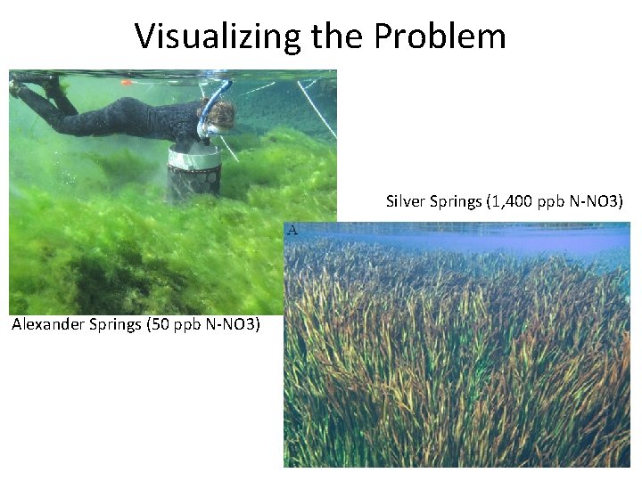Visualizing the Problem Silver Springs (1, 400 ppb N-NO 3) Alexander Springs (50 ppb