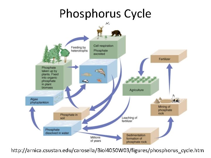 Phosphorus Cycle http: //arnica. csustan. edu/carosella/Biol 4050 W 03/figures/phosphorus_cycle. htm 