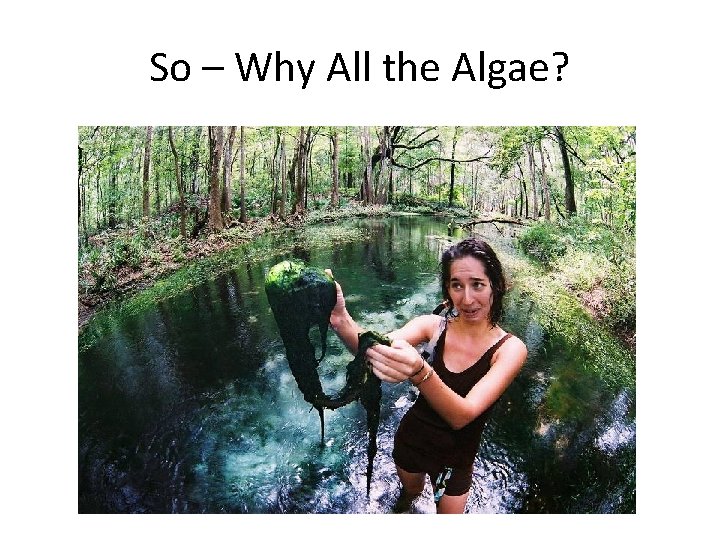 So – Why All the Algae? 