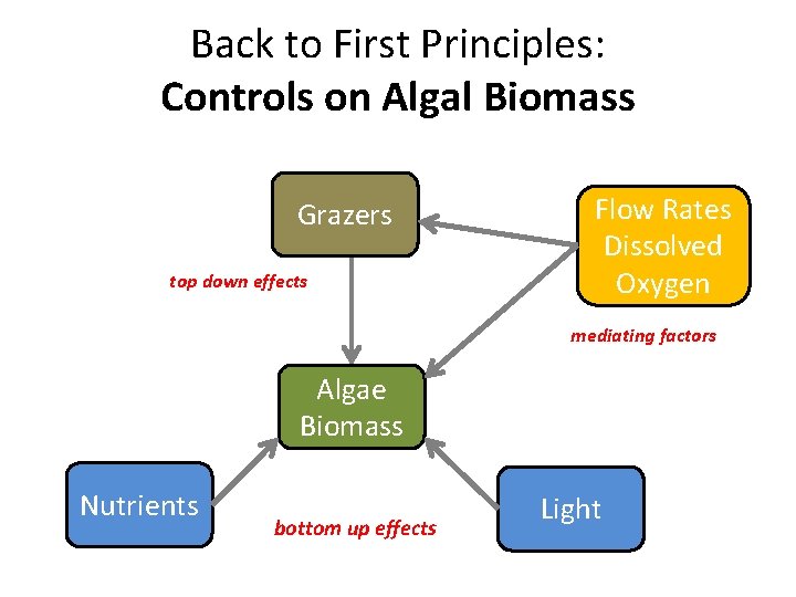 Back to First Principles: Controls on Algal Biomass Grazers top down effects Flow Rates