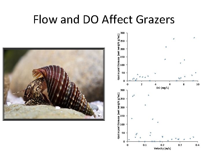 Gastropod Biomass (wet weight g/m 2) Flow and DO Affect Grazers 300 250 200