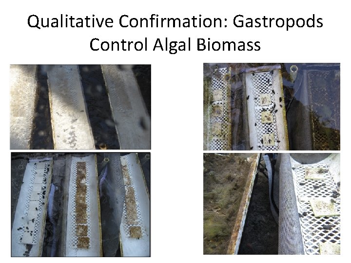Qualitative Confirmation: Gastropods Control Algal Biomass 