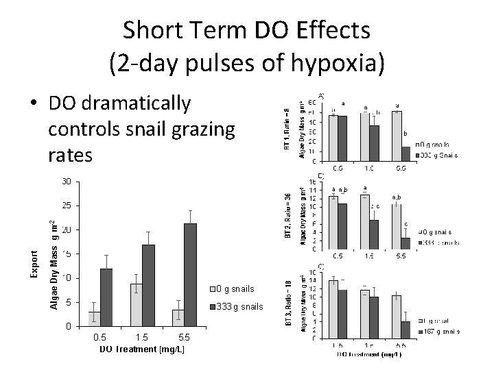 Short Term DO Effects (2 -day pulses of hypoxia) • DO dramatically controls snail